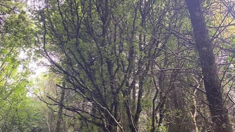 Forest landscape